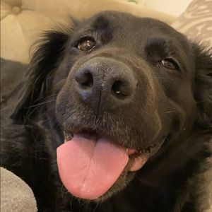 Meet your Posher, Lily